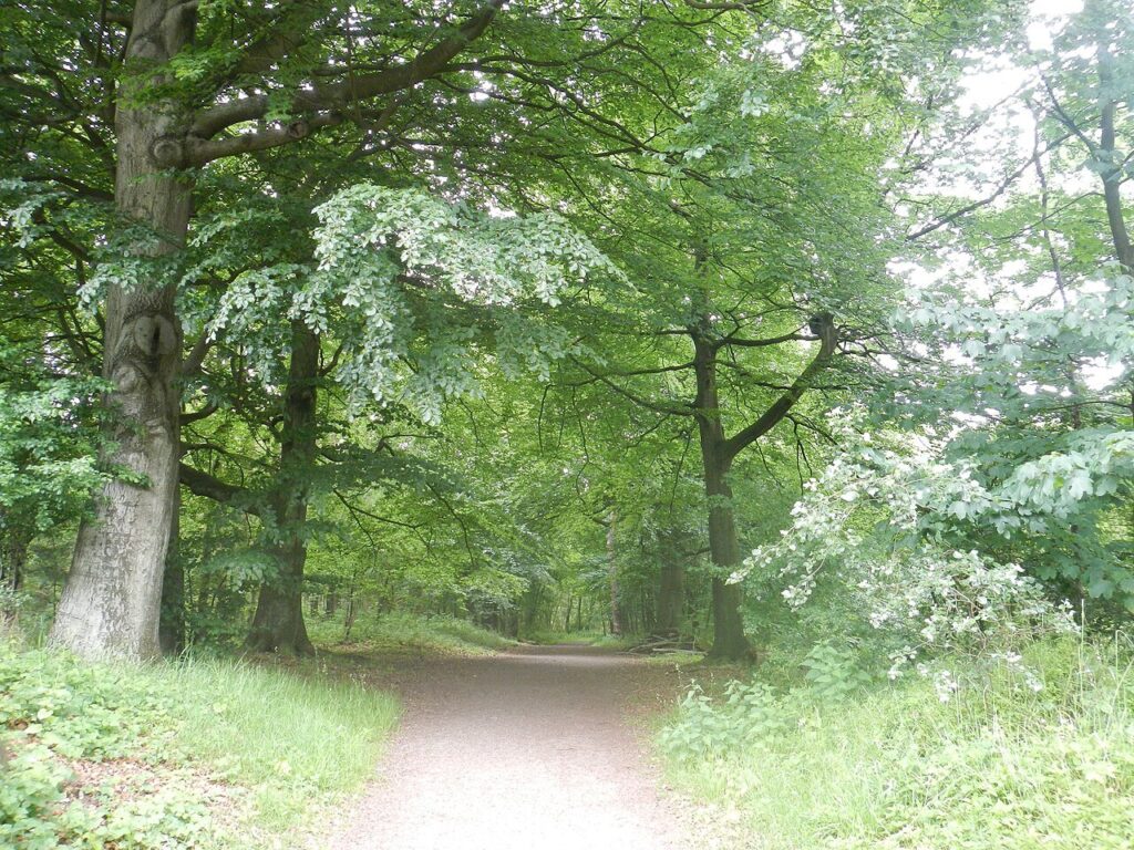 Zaailingen oogsten in Woerden